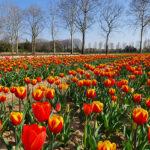 Il primo U-pick Garden di tulipani in Italia è ad Arese