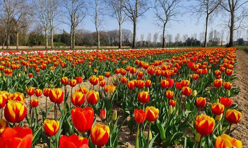 Il primo U-pick Garden di tulipani in Italia è ad Arese